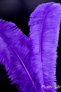 Autruche taillée - 50-60 cm - violet